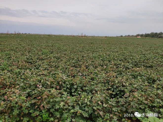 天博tb综合体育尿素价格暴涨！复合肥、磷铵、钾肥行情怎样？（附最新价格行情）(图1)